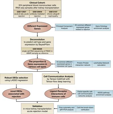 Integrated analysis of cell-specific gene expression in peripheral blood using ISG15 as a marker of rejection in kidney transplantation